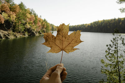 Person holding maple leaves during autumn