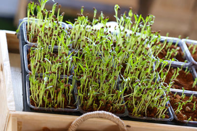 Close-up of succulent plants in pot