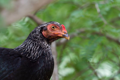 Close-up of a bird