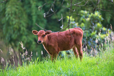 Cow standing in a field