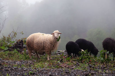 Sheep grazing in foggy weather