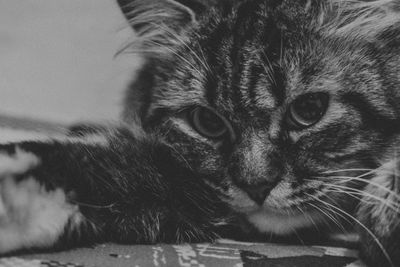 Close-up portrait of a cat