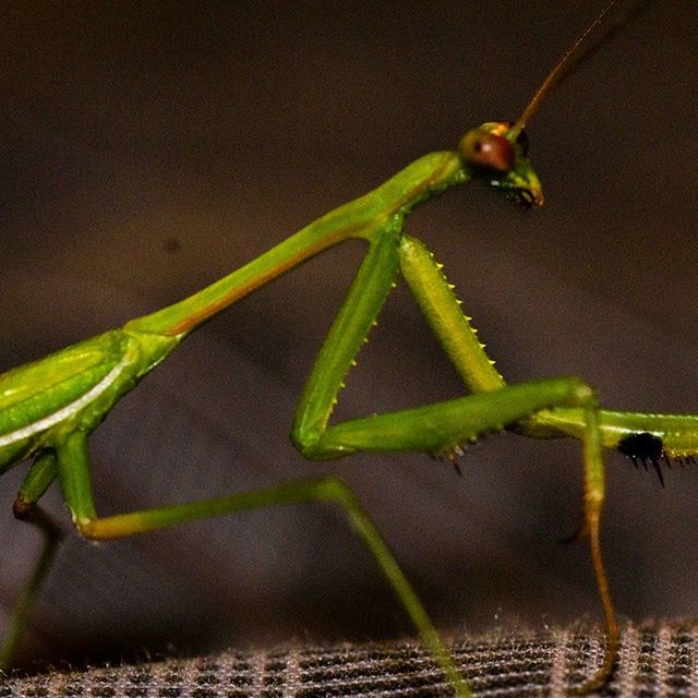 animal themes, one animal, animals in the wild, green color, close-up, insect, wildlife, focus on foreground, selective focus, leaf, grasshopper, nature, twig, dragonfly, no people, plant, green, outdoors, stem, praying mantis