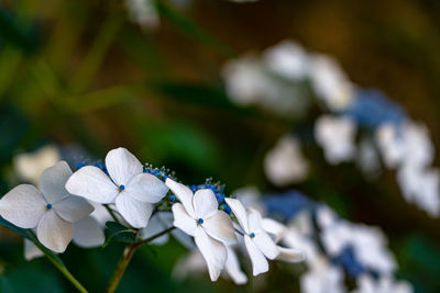 Close-up of white hydrangea flowers