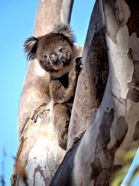 Close-up of a koala bear on a tree trunk