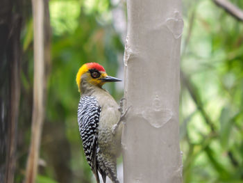 Close-up of bird perching on tree trunk