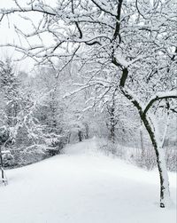 Snow covered bare trees