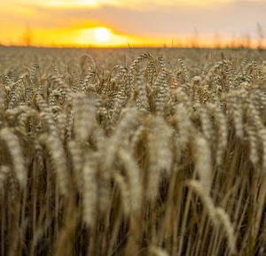 Close-up of wheat field