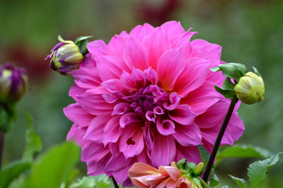 Close-up of pink dahlia flowers
