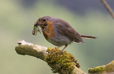 Close-up of bird perching on branch