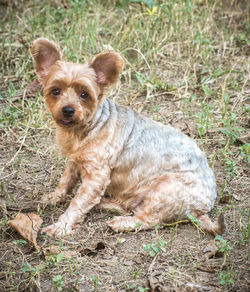 Portrait of dog sitting on field