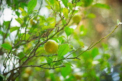 Close-up of fruit growing on tree