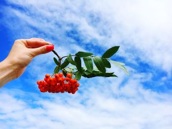 Cropped image of woman holding rowanberries against sky