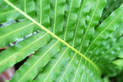 green