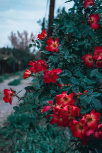 Close-up of red flowering plant