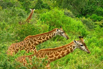 Side view of two giraffe on land