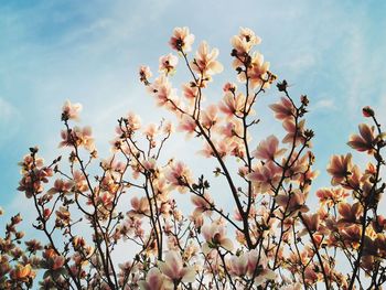 Low angle view of cherry blossom against sky
