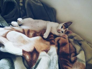 Portrait of cat lying on ground