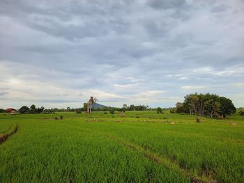 Scenic view of agricultural field against sky