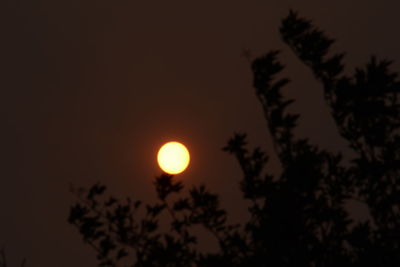 Low angle view of silhouette trees against sky during sunset