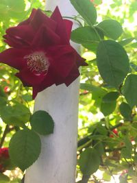 Close-up of red rose on tree