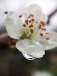 Close-up of flower