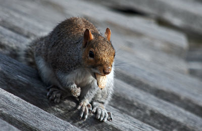 Squirrel on wood