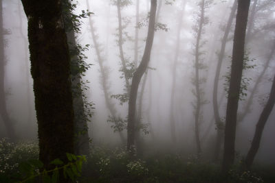 Trees in forest