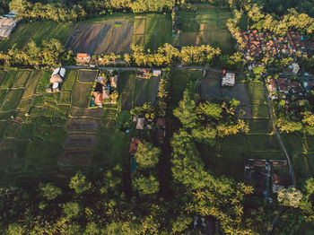 High angle view of people on plants against trees