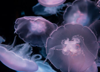 Close-up of jellyfish in sea