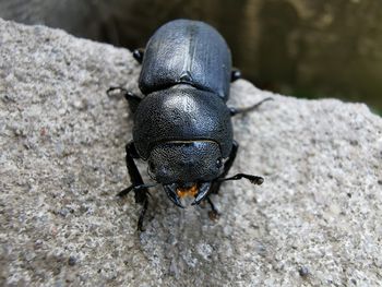 Close-up of insect on rock