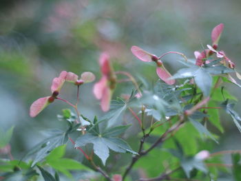 Close-up of pink flowering plant