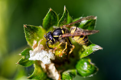 Close-up of insect pollinating on flower