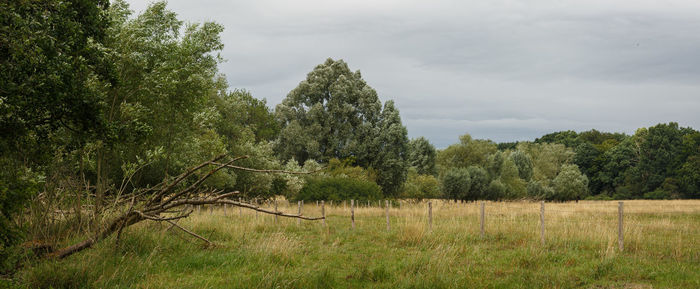 Trees on field against sky