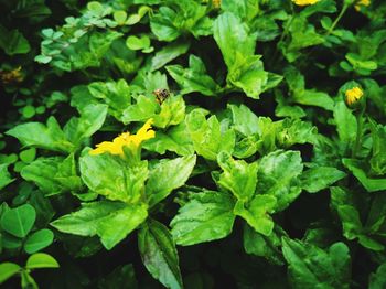 High angle view of fresh green leaves