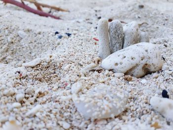 Close-up of seashell on beach