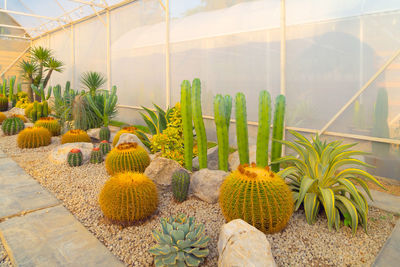 Plants growing in greenhouse