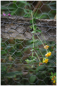 Close-up of plants