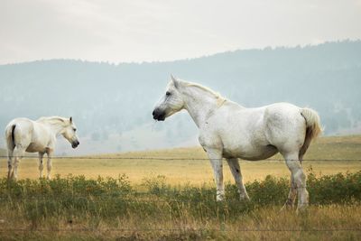 Two horses grazing in field during the day.