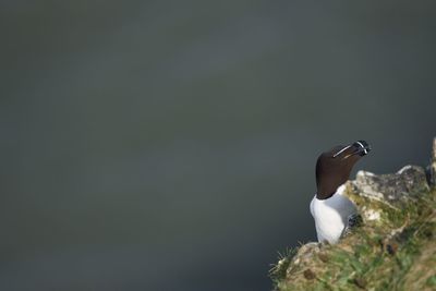 Close-up of bird against blurred background