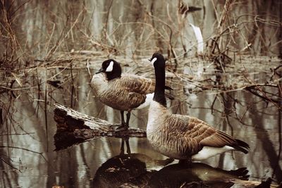 Ducks in a lake