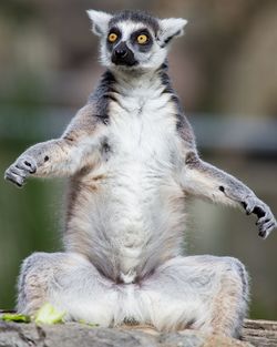 Close-up of monkey sitting outdoors