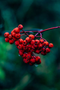 Close-up of red berries growing on tree