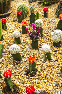 High angle view of cactus
