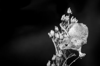 Curious cute harvest mouse, micromys minutus