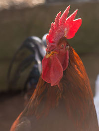 Close-up of rooster