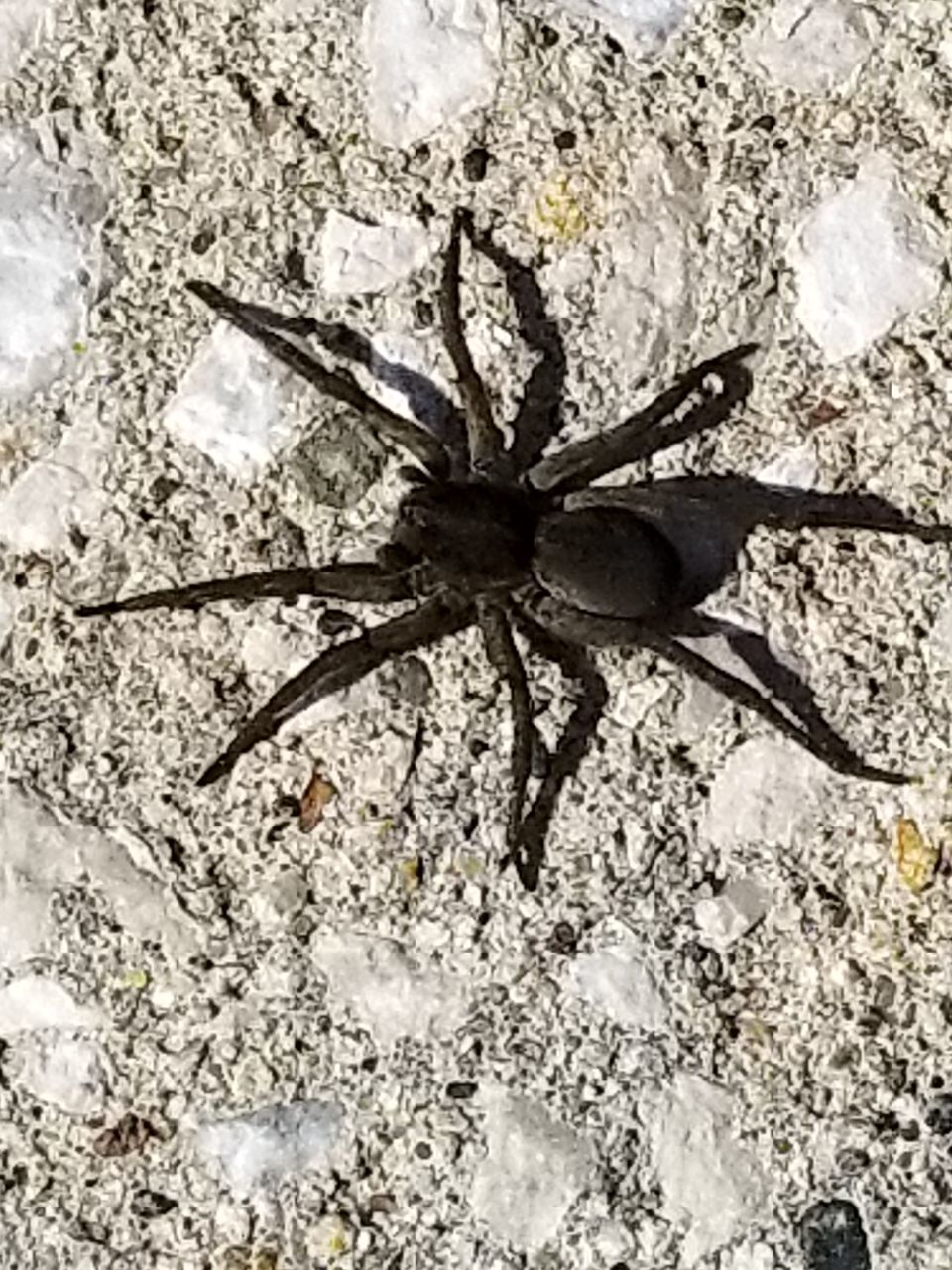 CLOSE-UP OF SPIDER IN A ROCK