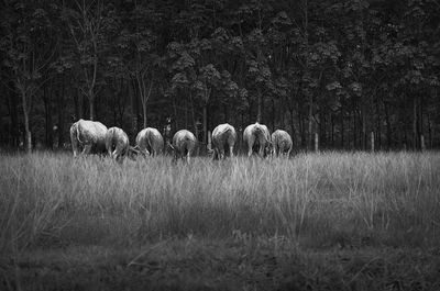 Flock of sheep grazing in field