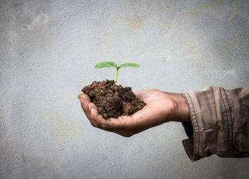 Cropped hand holding plant