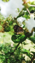 Close-up of insect on plant